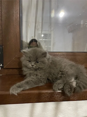 Doua pisicuțe superbe british longhair
