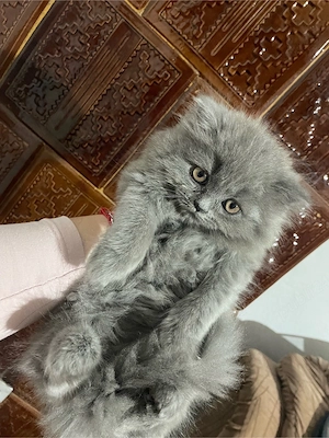 Doua pisicuțe superbe british longhair - imagine 4