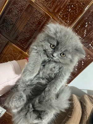 Doua pisicuțe superbe british longhair - imagine 3