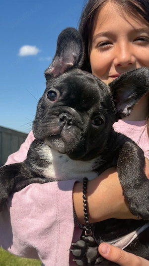 Pui Bulldog Francez cu pedigree - imagine 4