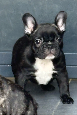 Pui Bulldog Francez cu pedigree - imagine 2