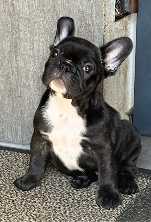 Pui Bulldog Francez cu pedigree - imagine 3