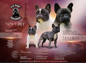 Pui Bulldog Francez cu pedigree - imagine 5