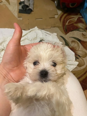 Vand pui Bichon havanez