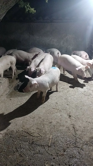 Purcei disponibilu 40 45 kg