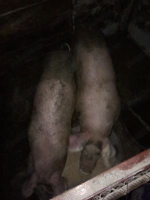 vind 2 mascuri castrați întreținuți cu ceriale 
