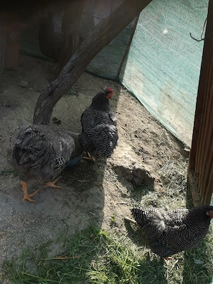 Vând Familie Playmount 