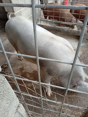 Vind scroafă rasă pietrean l-a 150kg