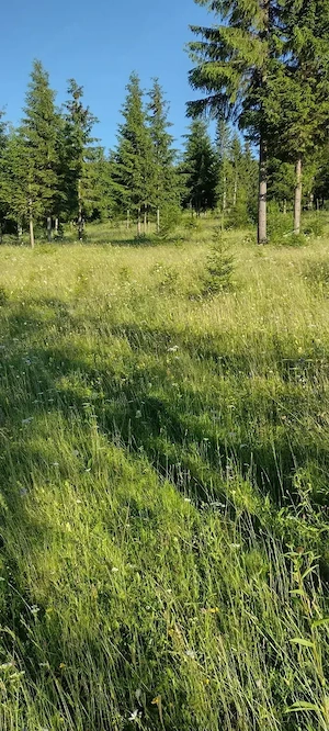 Vând teren cu căsuța în Bucovina, vino sa vezi și să te convingi  - imagine 4