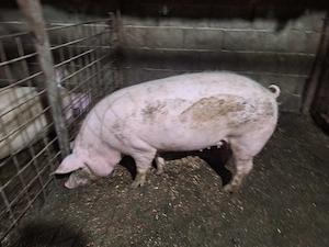 porci de tara - imagine 4