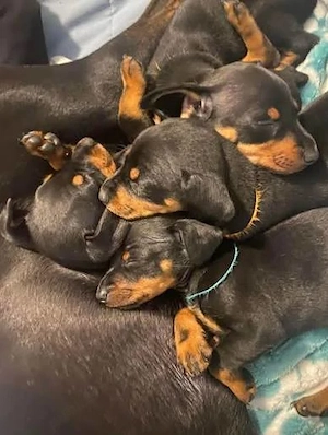 Mini Pinscher Toy cățeluși - imagine 3
