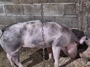 porci de tara - imagine 3