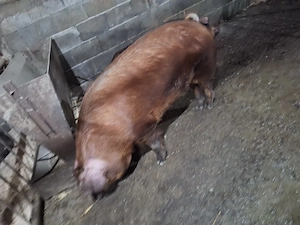 porci de tara