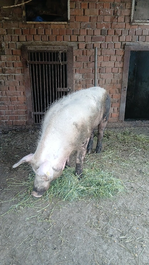 vier de vinzare