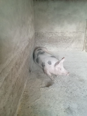 Porci de carne  - imagine 2