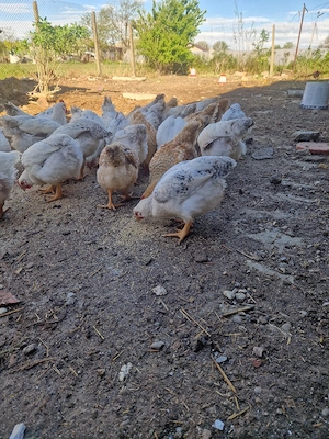 gaini si cocosi 1,800-2 kg 30 de lei 