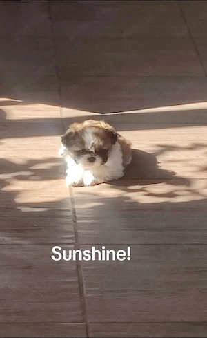Shih tzu fetita 