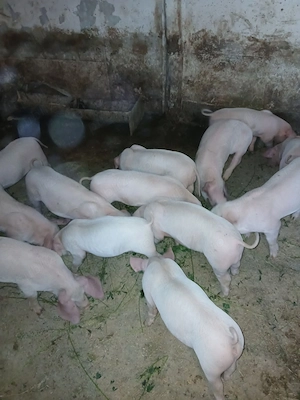 Vând purcei de 7 săptămâni 