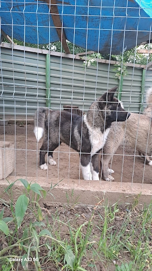 femela akita american