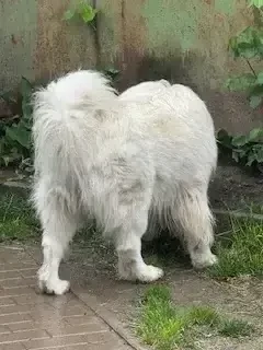 Mascul Samoyed  - imagine 5