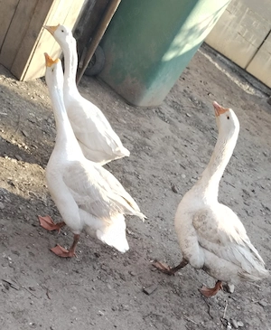 Familie de gâște mature  - imagine 3