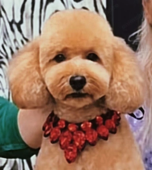 Pui de poodle miniature (poodle pitic)