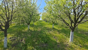 Teren intravilan 1000 mp in Sibiu Daia Noua - imagine 2