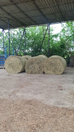 baloti de lucerna mari rotunzi cu greutati intre 300kg-400kg