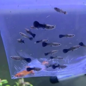 Guppy masculi si xifo helleri brocolli red wien . - imagine 2