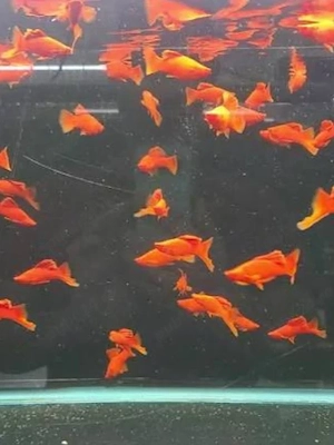 Guppy masculi si xifo helleri brocolli red wien .