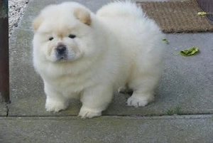 Masculi Chow Chow Alb de Vanzare