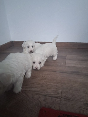 Pui bichon maltez  - imagine 2