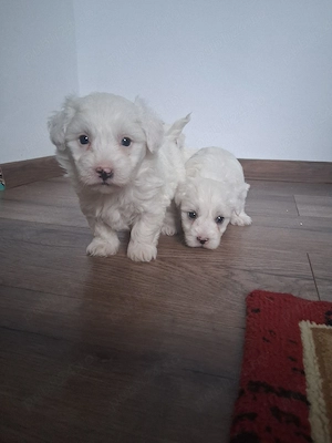 Pui bichon maltez  - imagine 3