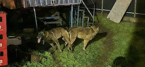 Pui Ciobanesc Belgian Malinois - imagine 4