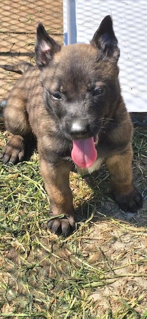 Pui Ciobanesc Belgian Malinois