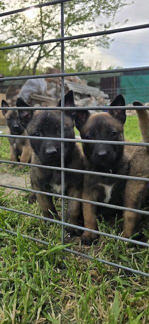 Pui Ciobanesc Belgian Malinois - imagine 2