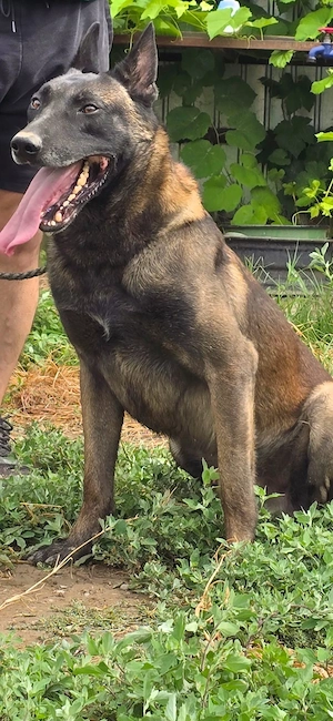 Pui Ciobanesc Belgian Malinois - imagine 3