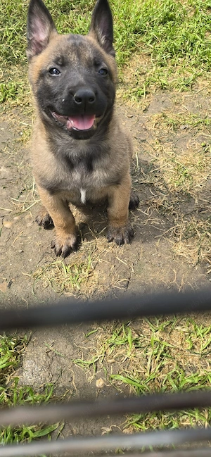 Pui Ciobanesc Belgian Malinois - imagine 5