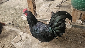 Oua de incubat wyandotte si austrolorp