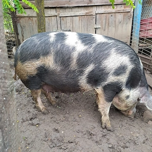 Porc de vânzare 