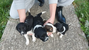 Catei talie medie pentru adoptie