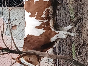 Tauras de vanzare baltat