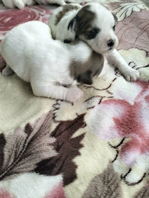 Bichon maltez 7 pui