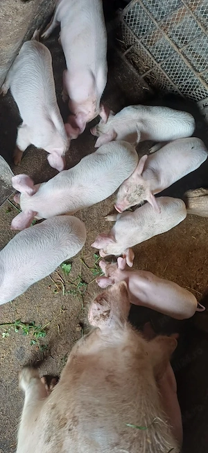 Purcei de vânzare.