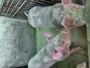 De vânzare porci rasa pietrain