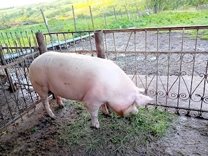 porc de vânzare  - imagine 2