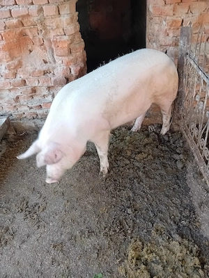 porc de vânzare  - imagine 5