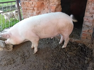 porc de vânzare  - imagine 3