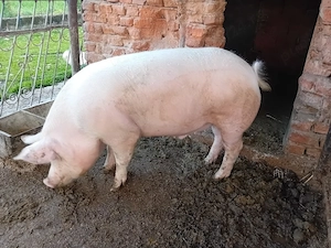 porc de vânzare 