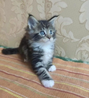 Maine coon fetita si baietel  - imagine 4